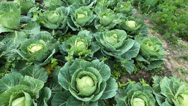 有机卷心菜种植在一个小型私人农场视频素材