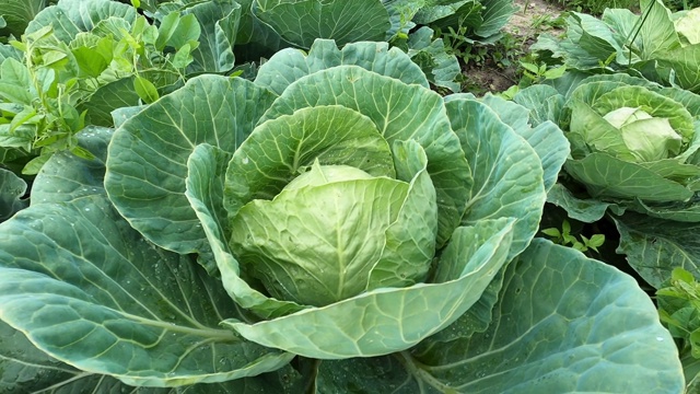 兔子在一个小型私人农场的花园里咬了卷心菜。视频素材