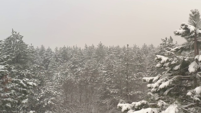 缓慢飞行在积雪的树林上的4K无人机视频视频素材