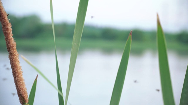 香蒲和飞虫视频素材