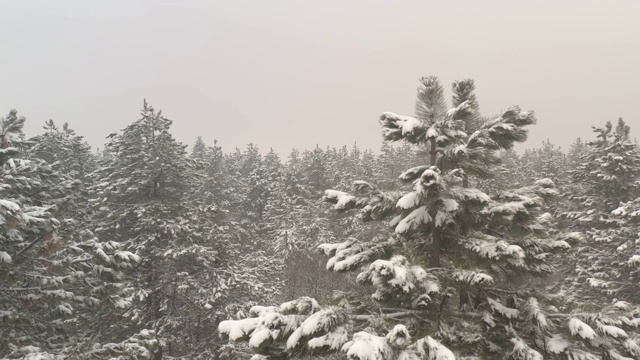 针叶树树枝上的雪4K无人机视频视频素材