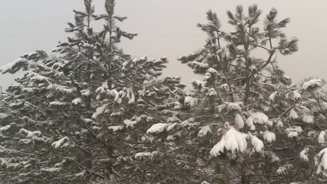 冬季景色与晨雾森林上空4K航拍视频视频素材