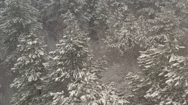 在雾中缓慢飞行，飞过积雪的树木无人机视频视频素材