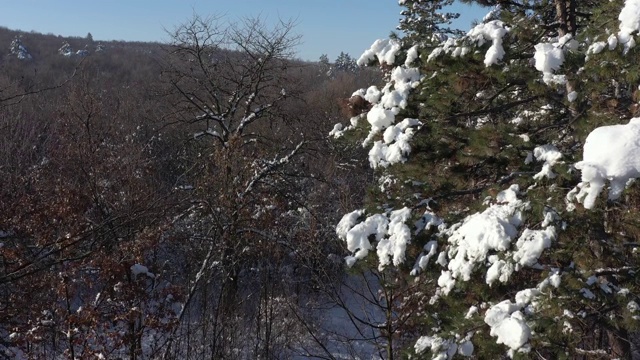 常青树下的森林积雪4K无人机视频视频素材