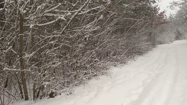 积雪下森林小径1月4K航拍视频视频素材