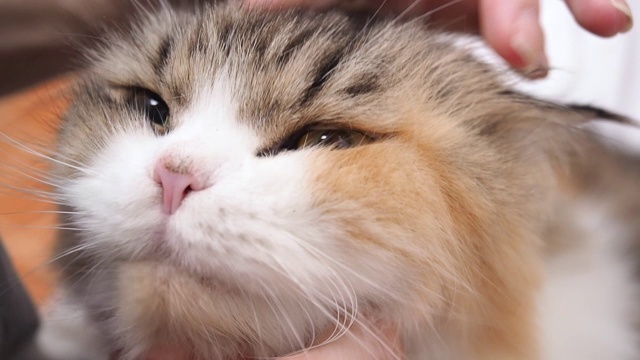 一位女士的手摸着一只棕色的波斯猫。轻轻地抚摸着猫的头。宠物的概念。视频素材