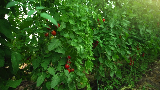 温室里放着樱桃番茄。视频素材