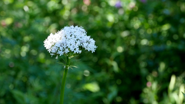 白花盛开缬草视频素材