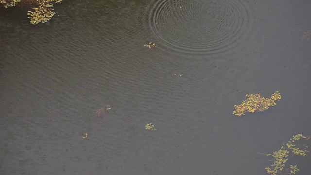 雨滴落在池塘上，鸟儿在雨中飞过池塘。视频素材