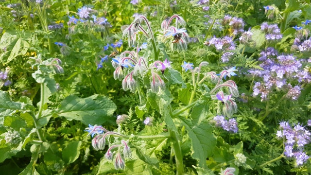 近距离的一个蜜蜂收集琉璃苣花蜜，也被称为Borago officinalis，星花，Borretsch, Kukumerkraut或Gurkenkraut视频素材