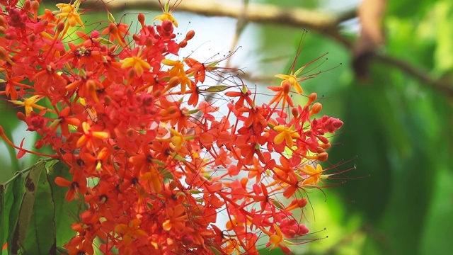 阿育王，萨拉卡，悲伤树花束红色的花在花园里的夏天视频素材