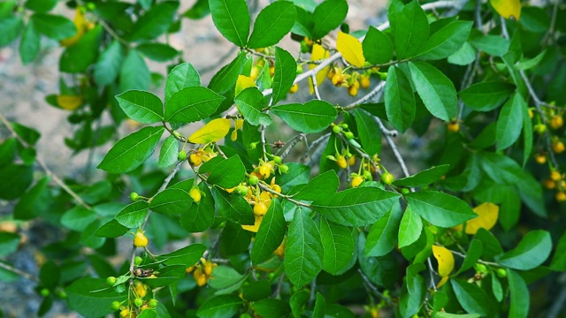 牙刷树，连体草粗灌木，黄花黄籽视频素材