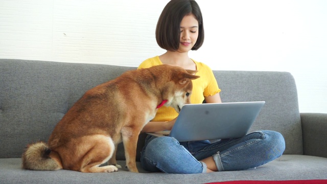 柴犬犬是一种日本品种的本地猎犬，当时正与一名身穿黄色衬衫的混血儿女孩一起玩耍，从家里做生意。视频素材