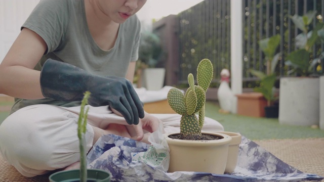 女性园丁在家照顾仙人掌植物。视频素材