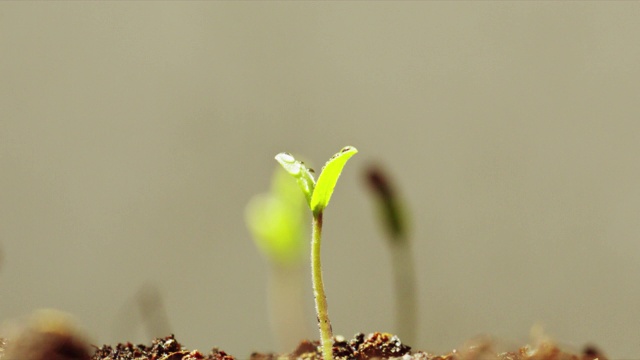 番茄幼苗在播种盆上视频素材