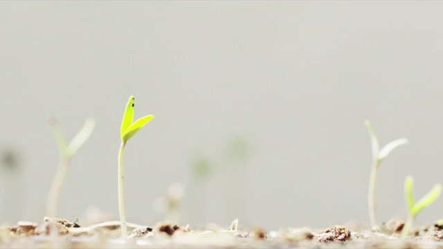 番茄幼苗在播种盆上视频下载