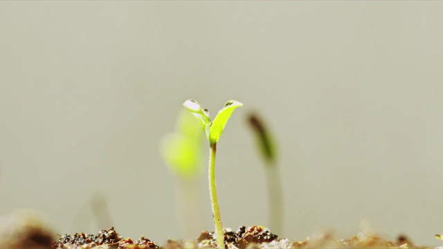 番茄幼苗在播种盆上视频下载