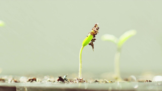 番茄幼苗在播种盆上视频下载