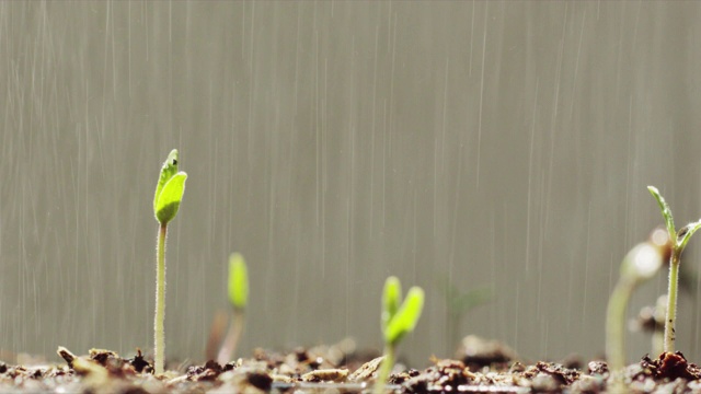 番茄幼苗在播种盆上视频下载