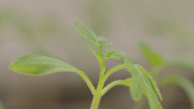 番茄幼苗在播种盆上视频下载