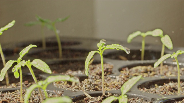 番茄幼苗在播种盆上视频素材