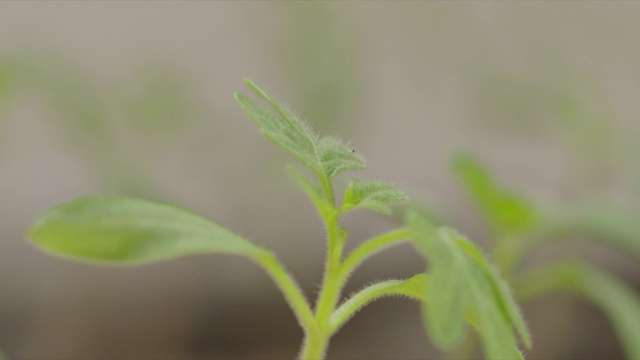 番茄幼苗在播种盆上视频素材