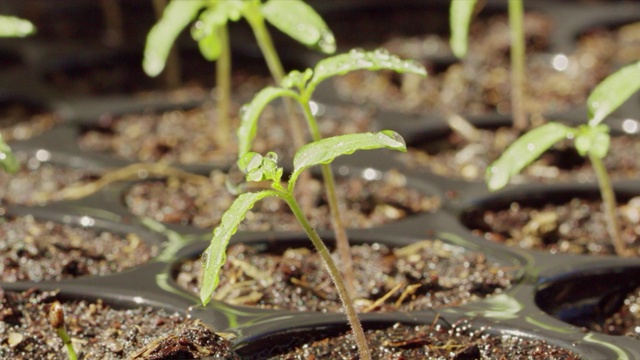 番茄幼苗在播种盆上视频下载