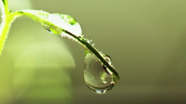 在播种盘上的小番茄上的露珠视频下载