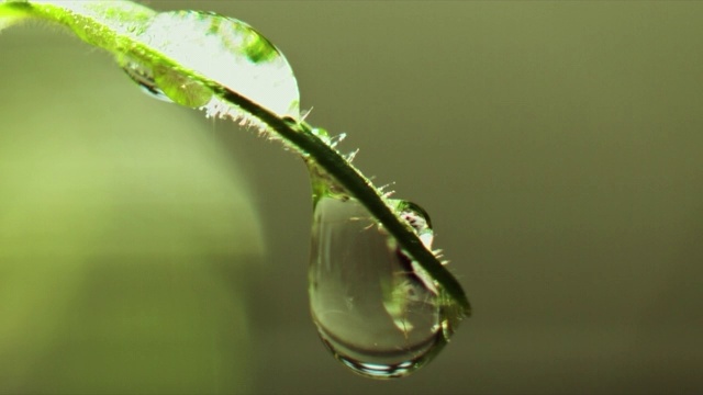 在播种盘上的小番茄上的露珠视频下载