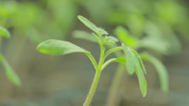 番茄幼苗在播种盆上视频下载