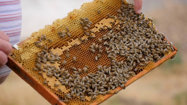 养蜂人手中的蜂蜜框架和蜜蜂视频素材