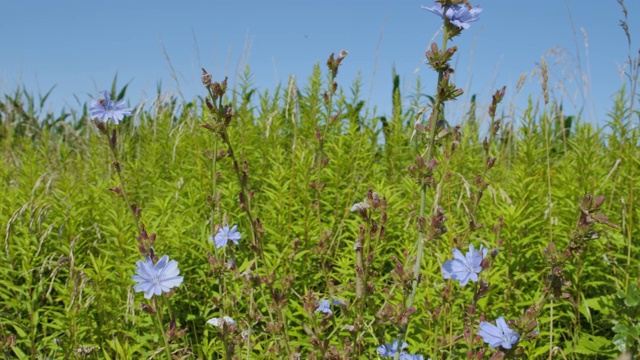 野花草地，蓝天。蓝花菊苣近。野生菊苣花在晴天对天空，底部视图。美丽的花卉景观。视频素材