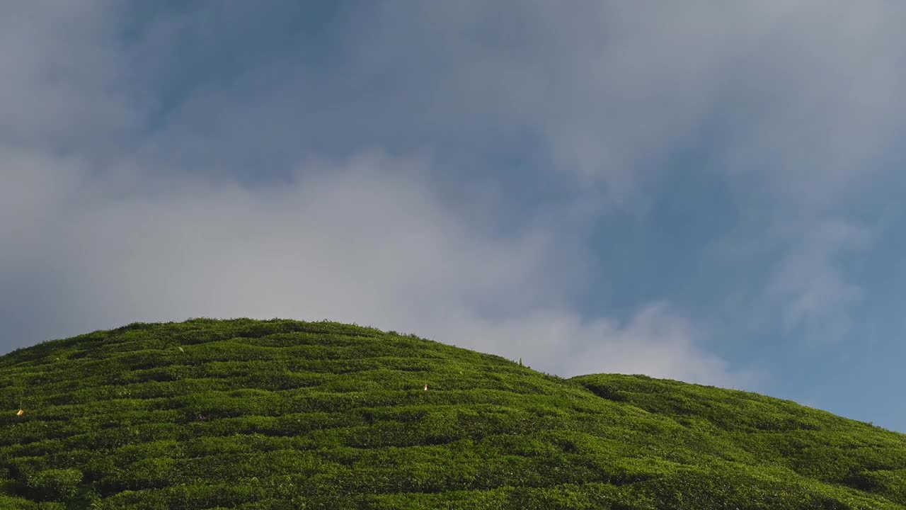 茶园的卡梅伦高地景观视频素材