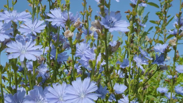 野花草地，蓝天。蓝花菊苣近。野生菊苣花在晴天对天空，底部视图。美丽的花卉景观。视频素材