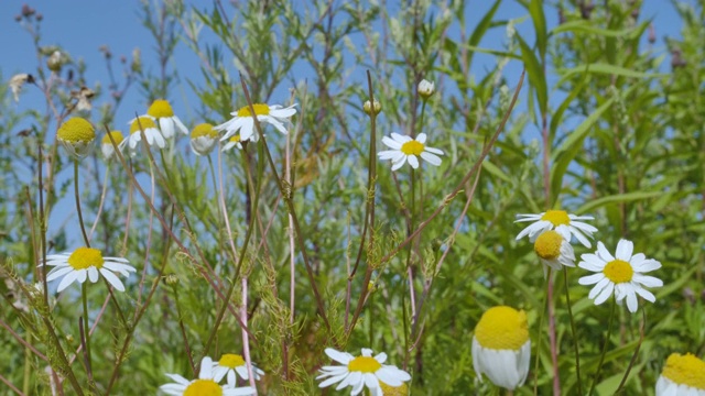 野花草地，蓝天。白色的花，洋甘菊。野洋甘菊花在晴天对蓝天，底部视图。美丽的花卉景观。视频素材