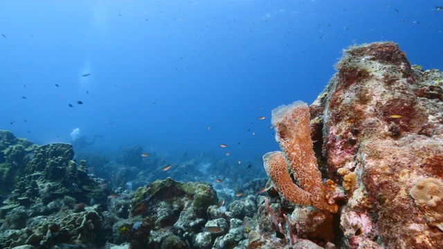 加勒比海珊瑚礁的绿松石海水/库拉索岛与鱼，珊瑚和海绵花瓶视频素材