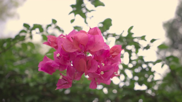 九重葛花和九重葛植物树在夏季的季节视频素材