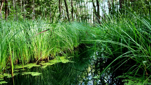 水生植物湿地-恢复自然环境视频素材