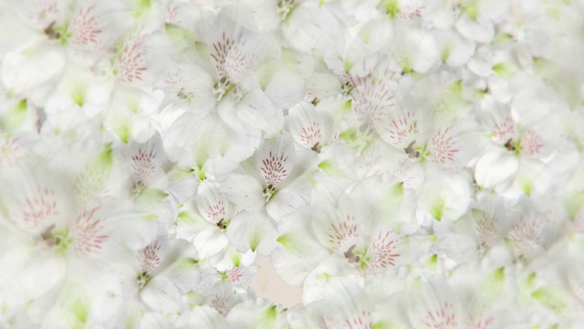 优雅的花背景与白色黄花花视频素材