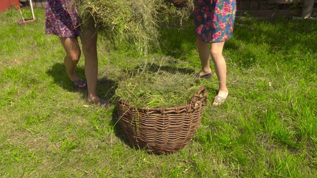 两个妇女在花园里收集干草，放在篮子里。视频素材