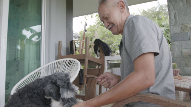 一位老人在家里喂他的雪纳瑞犬。老狗与主人在休闲活动。视频素材