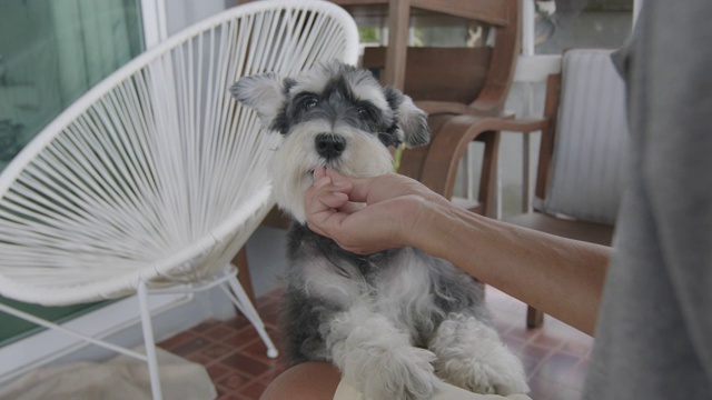 一位老人在家里喂他的雪纳瑞犬。老狗与主人在休闲活动。视频素材