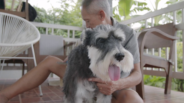 一位老人在家为他的雪纳瑞犬梳理皮毛。老狗与主人在休闲活动。视频素材