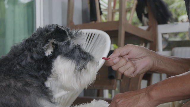 一位老人在家里喂他的雪纳瑞犬。老狗与主人在休闲活动。视频素材