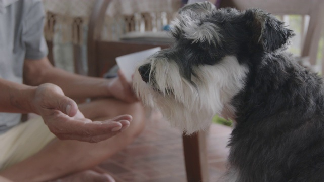 一位老人在家里喂他的雪纳瑞犬。老狗与主人在休闲活动。视频素材