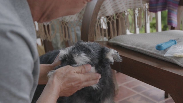 一位老人在家里喂他的雪纳瑞犬。老狗与主人在休闲活动。视频素材