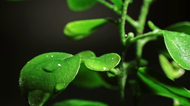 宏叶在雨水中滴落绿芽视频素材