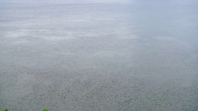 暴雨显示树木被强风吹，大雨和强风对着树视频素材