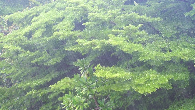 暴雨显示树木被强风吹，大雨和强风对着树视频素材