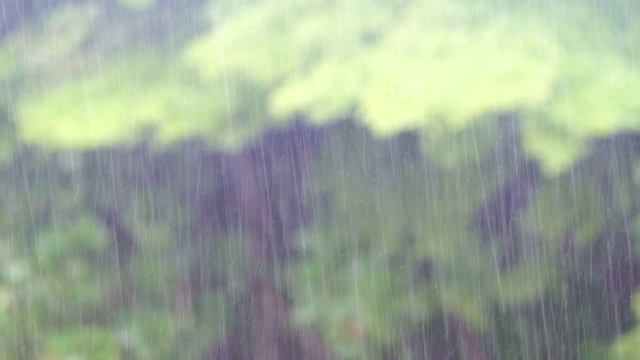 暴雨显示树木被强风吹，大雨和强风对着树视频素材